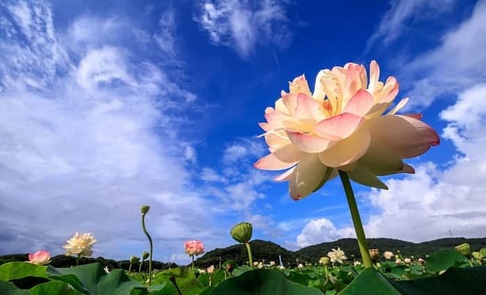 咲き誇る蓮の花